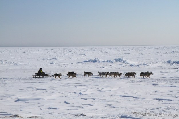 A chukchi team running along the coast on their way to Yanrakynnot