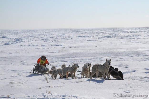 A Chukchi team taking a short break on their way to Yanrakynnot
