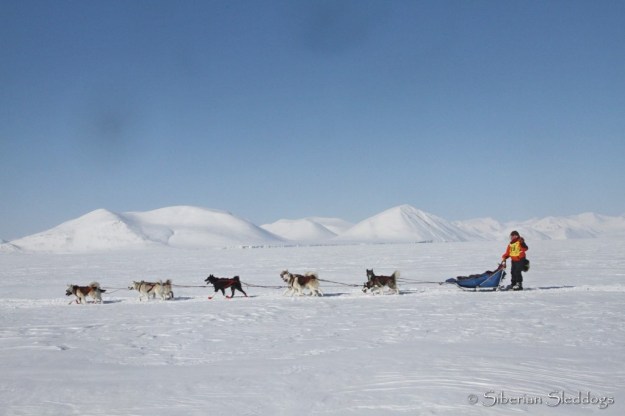 Miriam and her team of polar huskies