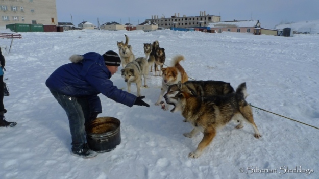 A boy in Uelen feeds one of the Chukchi teams