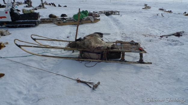 Traditional Kolyma-style sit down sled