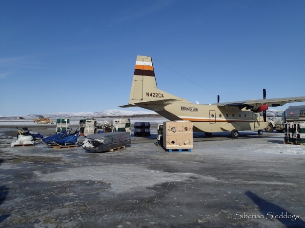 Dogs, sleds and gear ready to be loaded in Nome