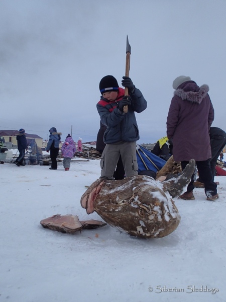 This kid chopped my whole chunk of walrus in Lavrentiya with an ax almost his size. He politely made me understand I had to stand back and let him to the work...