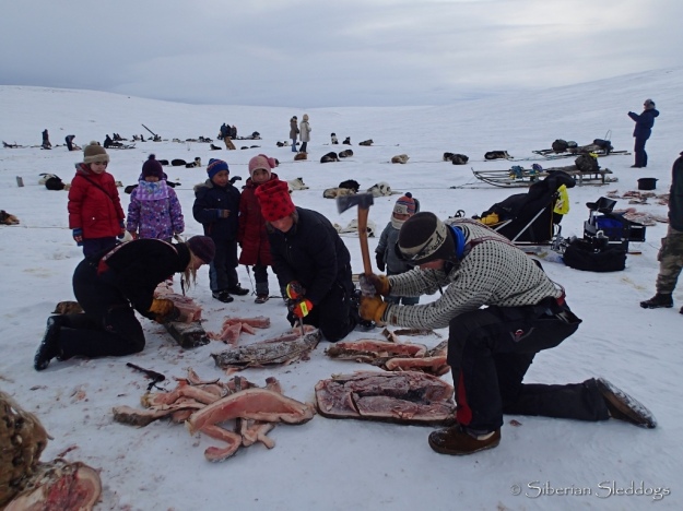 Mille, Miriam and Joar all busy chopping cutting and dicing walrus, closely watched by local kids